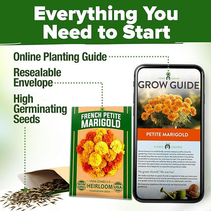 HOME GROWN Petite French Marigold Seeds 329+ Flower Seeds for Planting Outdoors Non GMO Easy to Grow Companion Plant & Quick Blooming Pollinator Heirloom Wildflower Seed (Tagetes patula)