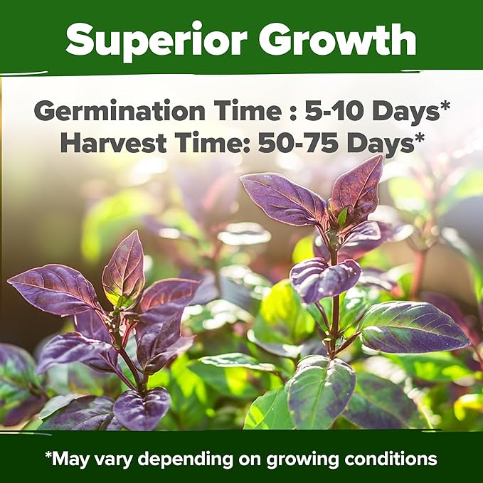 HOME GROWN Thai Basil Seeds Pack - 438 High Germination Heirloom Herb Seeds for Planting,Ideal for Growing Fresh Basil Planting Indoor or Outdoor(Ocimum basilicum VAR.thyrsiflora)