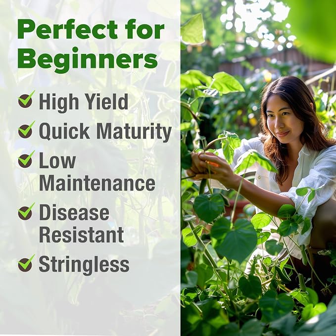 HOME GROWN Contender Bush Bean Seeds 28+ Heirloom Non-GMO, High Germination, Stringless Green Beans for Planting, Early Harvest, Emergency Food Supply, Fresh Eating & Canning (Phaseolus vulgaris)