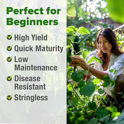 HOME GROWN Contender Bush Bean Seeds 28+ Heirloom Non-GMO, High Germination, Stringless Green Beans for Planting, Early Harvest, Emergency Food Supply, Fresh Eating & Canning (Phaseolus vulgaris)