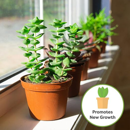 Perfect Plants Liquid Cactus & Succulent Fertilizer 8oz. | Food for Live Succulents, Cacti, Aloe & More | Indoor and Outdoor Use with Every Watering
