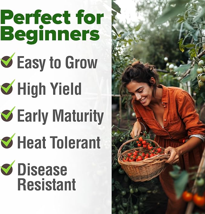 HOME GROWN Large Red Cherry Tomato Seeds 500+ Heirloom Non GMO Seeds for Planting, High Germination, Indeterminate, Sweet & Juicy Salad Tomatoes, Prolific Garden Crop, Homestead (Solanum lycopersicum)