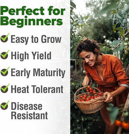 HOME GROWN Large Red Cherry Tomato Seeds 500+ Heirloom Non GMO Seeds for Planting, High Germination, Indeterminate, Sweet & Juicy Salad Tomatoes, Prolific Garden Crop, Homestead (Solanum lycopersicum)