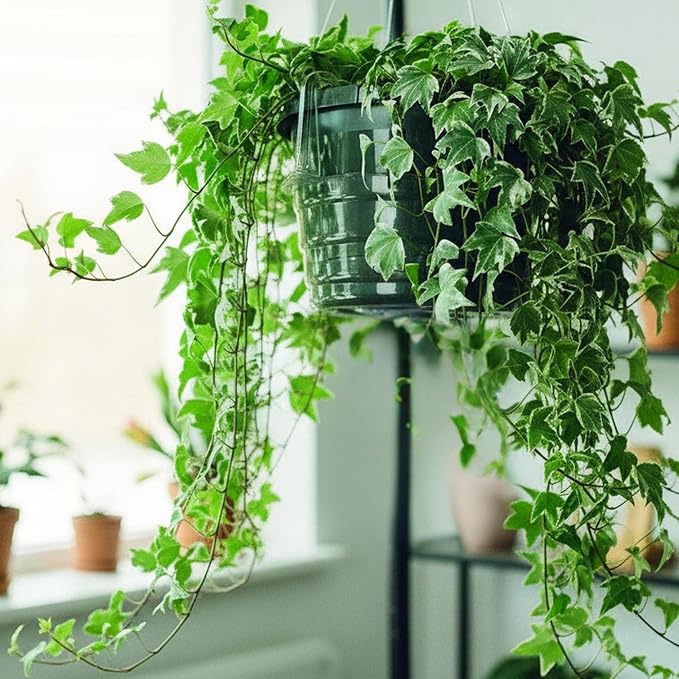 Curtis Wagner Plastics Hanging Basket Drip Pans (5-Pack) | Clear, Round (Diameter = Base 7.37", Top 10", Depth 3.7") Hanging Plant Tray Saucer with Built-in Hooks & Water Catcher for Indoor & Outdoor