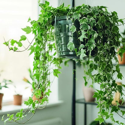 Curtis Wagner Plastics Hanging Basket Drip Pans (5-Pack) | Clear, Round (Diameter = Base 6.25", Top 8", Depth 3.5") Hanging Plant Tray Saucer with Built-in Hooks & Water Catcher for Indoor & Outdoor