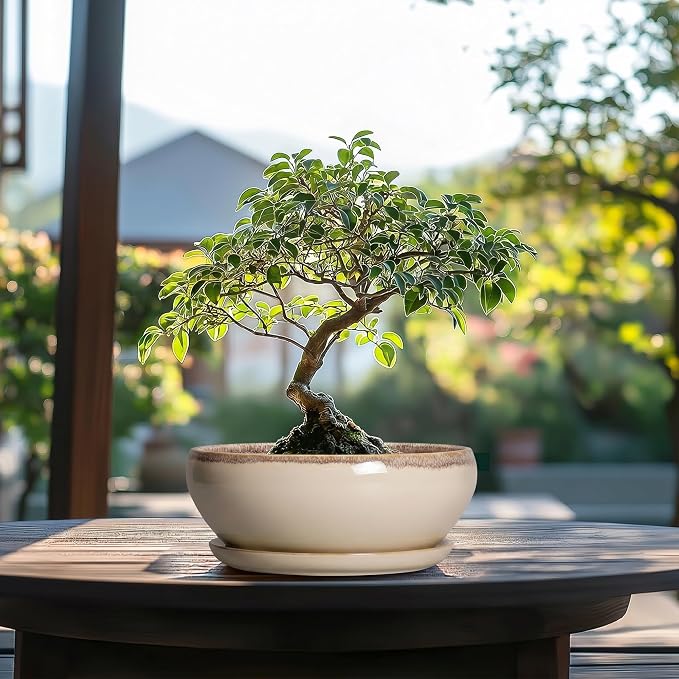 SQOWL Succulent Pots 8 Inch - Ceramic Bonsai Pots for Indoor Plants, Round Shallow Plant Pot with Drainage Hole and Saucer, Bowl Planter Outdoor, Patio Decor, Plant Lover Gifts, Beige