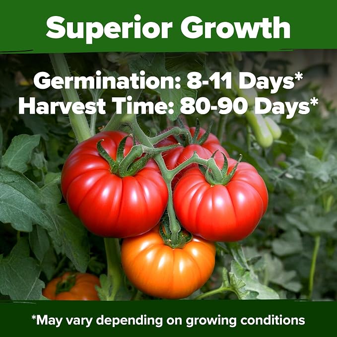 HOME GROWN Beefsteak Tomato Seeds 300+ Heirloom Non-GMO Seeds for Planting, High Germination, Indeterminate, Large Meaty Slicing Tomato, High Yield Summer Vegetable Garden (Solanum lycopersicum)