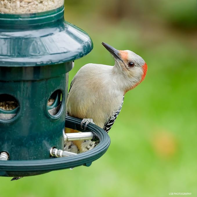Squirrel Buster Plus Squirrel-proof Bird Feeder w/Cardinal Ring and 6 Feeding Ports, 5.1-pound Seed Capacity, Adjustable, Pole-mountable (POLE ADAPTOR SOLD SEPARATELY), Green | Squirrel-Proof Weight-Activated Shroud, Cardinal Ring, 6 Ports, 5.1 Lb Capa...