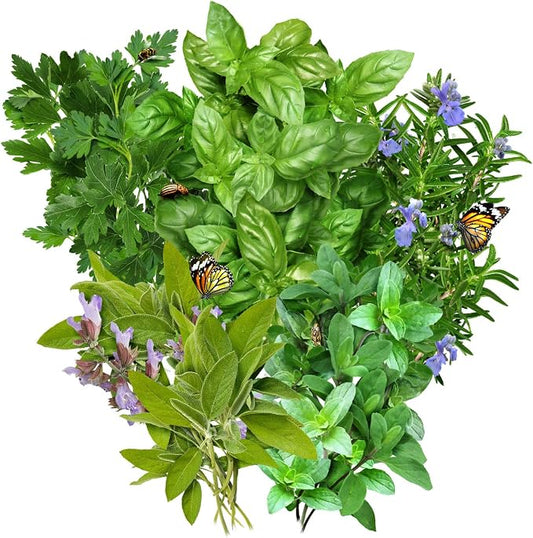 Seed Needs Italian Herb Seeds Variety Pack of 5 Rosemary Basil Sage & More