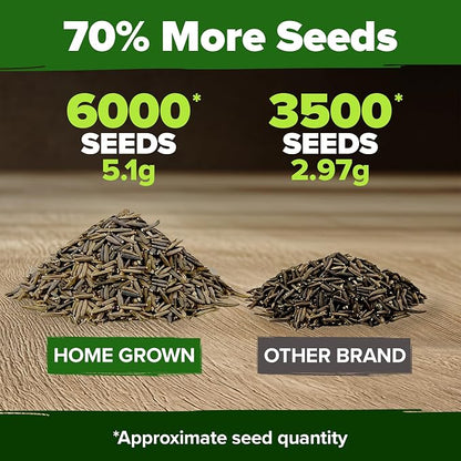 HOME GROWN Verbena Moss Seeds - 6000+ Perennial Flower Seeds for Ground Cover - Heat-Tolerant Plant Seed for Outdoor Gardening, Walkways & Erosion Control - Attracts Pollinators (Verbena Tenuisecta)
