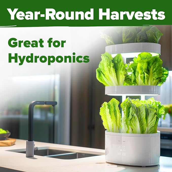 HOME GROWN Parris Island Romaine Lettuce Seeds 3,500+ Heirloom Non GMO, High Germination, Crisp Heads, Indoor Outdoor Hydroponic Garden, Crunchy Cos Lettuce, Slow to Bolt,Vitamin Rich (Lactuca sativa)