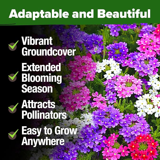 HOME GROWN Verbena Moss Seeds - 6000+ Perennial Flower Seeds for Ground Cover - Heat-Tolerant Plant Seed for Outdoor Gardening, Walkways & Erosion Control - Attracts Pollinators (Verbena Tenuisecta)