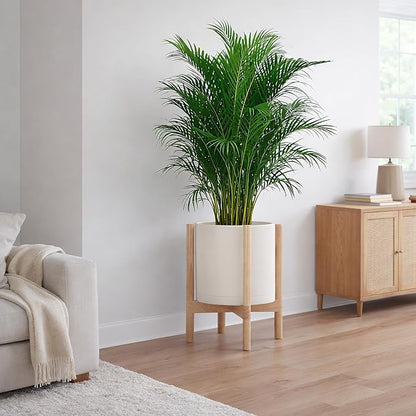 D'vine Dev Plastic Pot with Natural Wood Stand, Oatmeal, 12 in, 55-C-P-4 | Mid-Century Inspired Design, Elevated Plant Display, Clean Lines, Sturdy Support, Modern Space-Saving Style