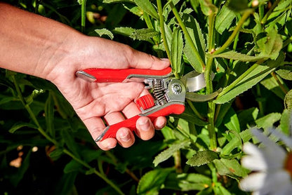 Corona Tools BP13624 Yard Essentials Houseplant Pruners, Variety Pack of 12