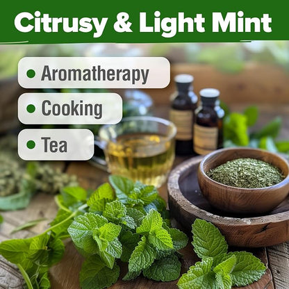 HOME GROWN Non GMO Lemon Balm Seed Pack - 403 Non-GMO USA Heirloom Herbal Tea Seeds - Bulk Lemon Balm Seeds for Planting Gardens Indoors or Outdoors - Herb Seeds (Melissa officinalis)
