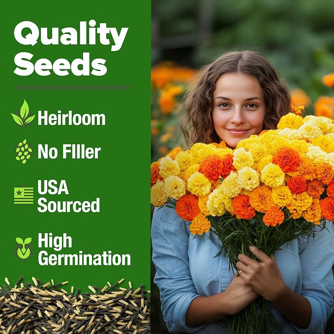 HOME GROWN Petite French Marigold Seeds 329+ Flower Seeds for Planting Outdoors Non GMO Easy to Grow Companion Plant & Quick Blooming Pollinator Heirloom Wildflower Seed (Tagetes patula)