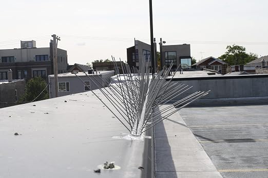 Bird-X Stainless Steel Bird Spikes, 8-inch Extra-Wide Spikes, Bird Spikes for Pigeons and Other Small Birds, Easy to Install, Contains 2 ft. Strips, Covers 24 Linear Feet Area, EWS-24
