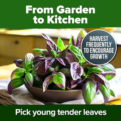 HOME GROWN Thai Basil Seeds Pack - 438 High Germination Heirloom Herb Seeds for Planting,Ideal for Growing Fresh Basil Planting Indoor or Outdoor(Ocimum basilicum VAR.thyrsiflora)