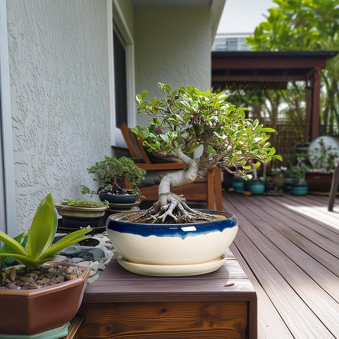SQOWL Bonsai Pots, 10 Inch Ceramic Pots for Succulents, Blue-Beige | Shallow Planter with Drainage Hole and Saucer, Round Succulent Planters Bowl, Kitchen Decor, Housewarming Gifts
