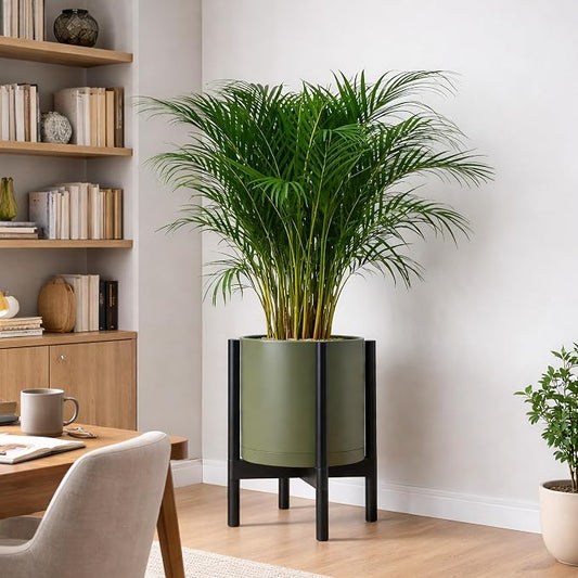 D'vine Dev Plastic Pot with Ebony Wood Stand, Olive, 12 in, 55-C-Q-3 | Mid-Century Inspired Design, Elevated Plant Display, Clean Lines, Sturdy Support, Modern Space-Saving Style