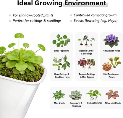 10 Pack 3 Inch Self Watering Pots for Indoor Plants, White Plastic Planters with Water Level Indicator, Drainage Holes & Wick, Small Plant Pots for Cuttings, Seedlings, Herbs, African Violets