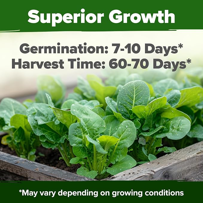 HOME GROWN Parris Island Romaine Lettuce Seeds 3,500+ Heirloom Non GMO, High Germination, Crisp Heads, Indoor Outdoor Hydroponic Garden, Crunchy Cos Lettuce, Slow to Bolt,Vitamin Rich (Lactuca sativa)