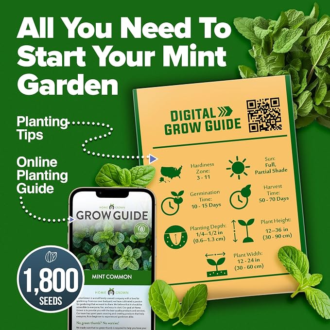 HOME GROWN Non GMO Common Mint Seeds (Bulk Pack) 1,800 Heirloom Herb Seeds, USA Sourced | Ideal for Planting Outdoors or Indoors for a Fresh Mint Tea Garden (Mentha spp)