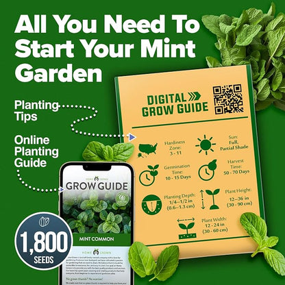 HOME GROWN Non GMO Common Mint Seeds (Bulk Pack) 1,800 Heirloom Herb Seeds, USA Sourced | Ideal for Planting Outdoors or Indoors for a Fresh Mint Tea Garden (Mentha spp)