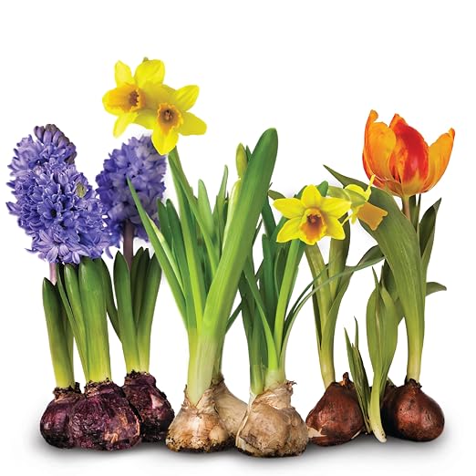 Jobe’s Organics Granular Bulb Fertilizer, Organic Bulb Fertilizer for Tulips, Daffodils, and Other Bulbs, 4 lbs Bag