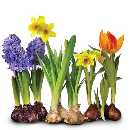 Jobe’s Organics Granular Bulb Fertilizer, Organic Bulb Fertilizer for Tulips, Daffodils, and Other Bulbs, 4 lbs Bag
