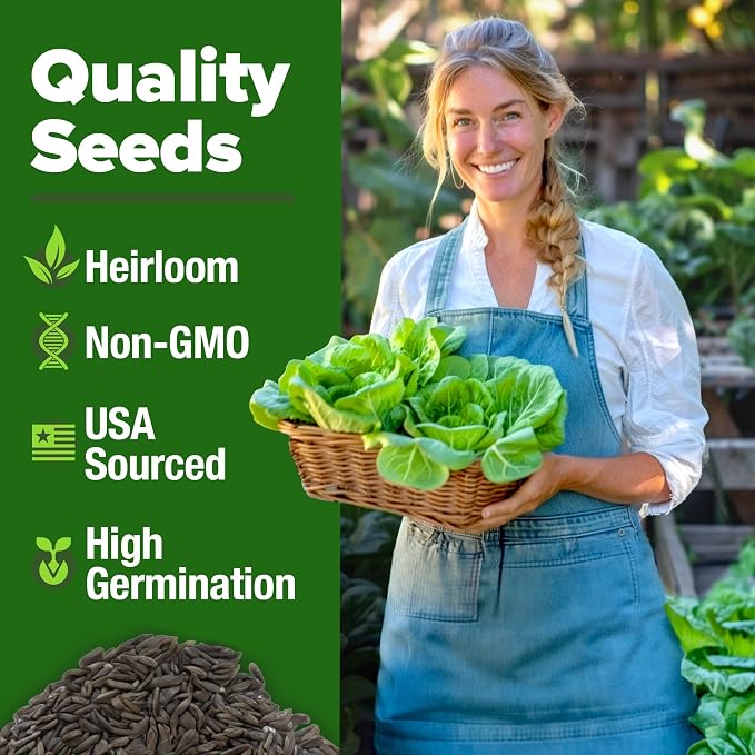 HOME GROWN Buttercrunch Lettuce Seeds Bulk Pack 1975+ Heirloom Non GMO Seeds for Planting, Bibb Lettuce, Indoor Outdoor Hydroponic Garden, Heat Tolerant, Sweet Tender Green Leaves (Lactuca Sativa)