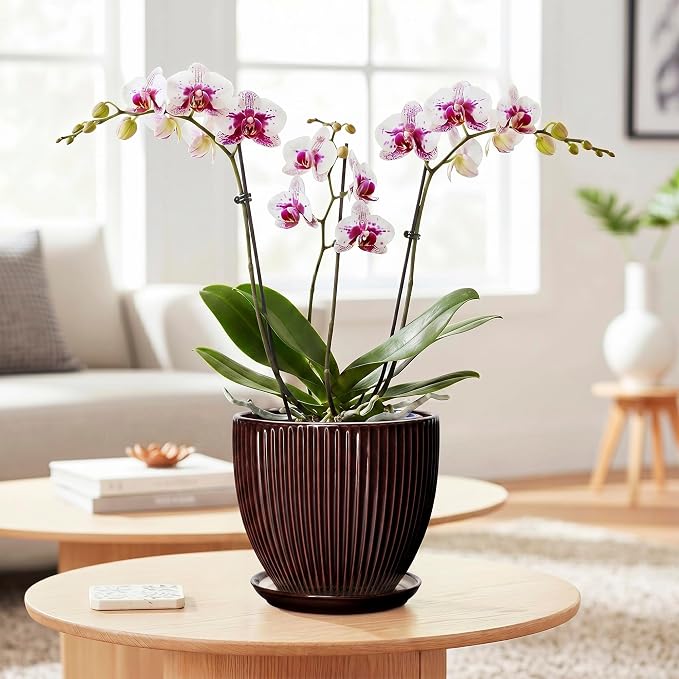 6 Inch Planter, Ceramic Plant Pots Indoor with Drainage Hole and Saucer, Round Flower Orchid Pots for Indoor Plants, Succulent Pot, Small Modern Planter, Bathroom Decor, Brown
