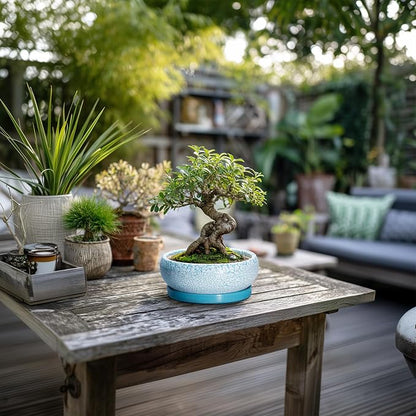 Bonsai Pots Small - 6 Inch Succulent Pots with Drainage Hole and Saucer, Succulent Planters for Indoor Outdoor, Shallow Plant Pot, Round Bonsai Planter, Office Decor, Plant Lover Gifts, Blue