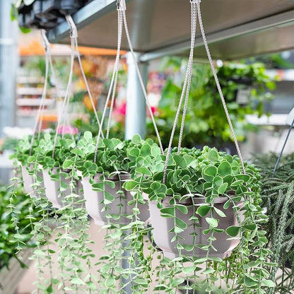 Roshtia 50 Pcs 6.7 Inch Plastic Hanging Plant Pots with Hooks Flower Pots Baskets Outdoor Hanging Nursery Planter Holder for Home Garden Balcony Porch(Gray White)