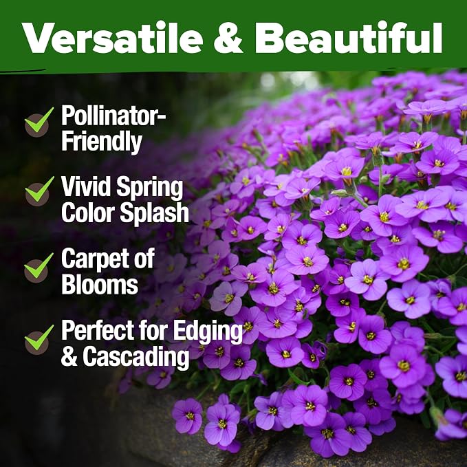 HOME GROWN Aubrieta Rock Cress Purple, Flowering Ground Cover Seed Pack, Non GMO Perennial Cress Seeds for Planting Outdoor Lawn Gardens 300 Aubrieta deltoidea Flower Seeds
