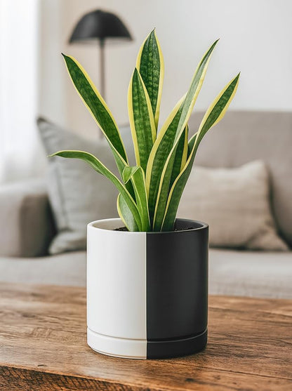 D'vine Dev 8.2 Inch Ceramic Planter Pot, Black White Split, 94-O-D-0 | Modern Cylinder Design, Drainage Hole & Saucer Included, Stable Structure, Elegant Home Accent