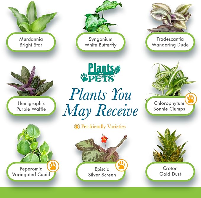 Easy to Grow Houseplants (6PK), Live House Plants in Plant Containers, Growers Choice Plant Set in Planters with Potting Soil Mix, Home Decor Planting Kit or Outdoor Garden Gifts by Plants for Pets