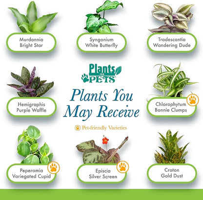Easy to Grow Houseplants (6PK), Live House Plants in Plant Containers, Growers Choice Plant Set in Planters with Potting Soil Mix, Home Decor Planting Kit or Outdoor Garden Gifts by Plants for Pets