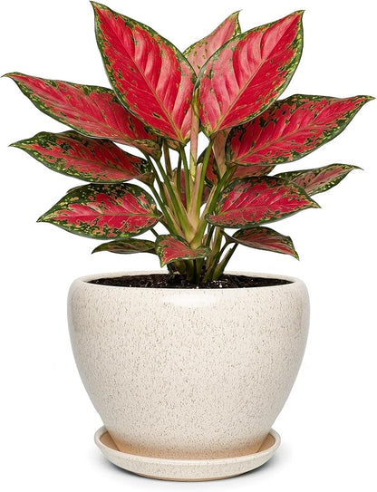 7.5 Inch Ceramic Plant Pot with Drainage Hole Mesh Net,Modern Gardening Pots for Indoor Plants with Saucer, Silk White