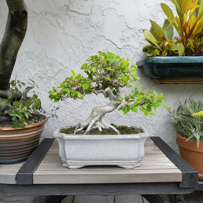 Ceramic Bonsai Planter - 11.6 Inch Bonsai Tree Pots for Succulent Plants, Succulent Planters with Drainage Hole, Shallow Decorative Planter, House Decor, House Warming Gifts, Rectangular Grey
