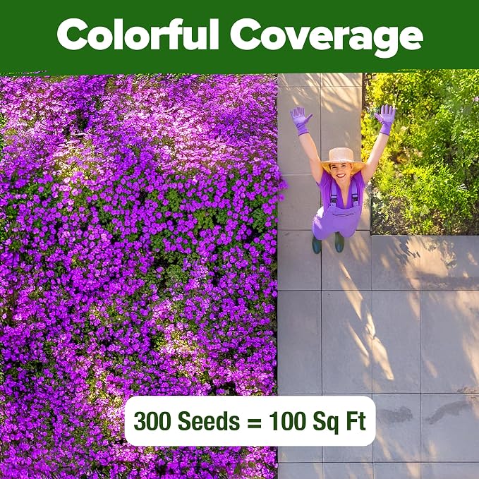 HOME GROWN Aubrieta Rock Cress Purple, Flowering Ground Cover Seed Pack, Non GMO Perennial Cress Seeds for Planting Outdoor Lawn Gardens 300 Aubrieta deltoidea Flower Seeds