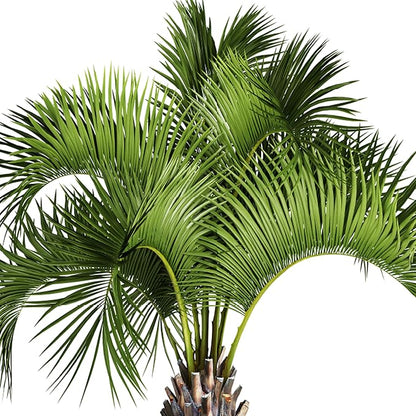 Jobe’s Organics Granular Fertilizer, Organic Fertilizer for Palm Trees and Plants, 4 lbs Bag (Pack of 6)