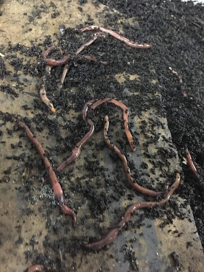 NightCrawlers, Superworms, Red Wigglers, Compost & Bait Worm Food, 2 Lbs (2 Lbs)