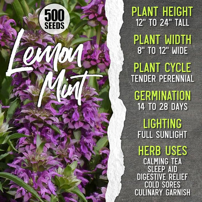 Seed Needs Medicinal Herb Seeds Variety Pack of 6 Tea & Infusion Collection