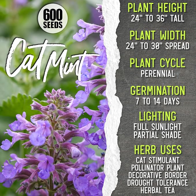 Seed Needs Medicinal Herb Seeds Variety Pack of 6 Tea & Infusion Collection