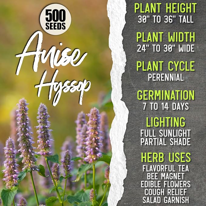 Seed Needs Medicinal Herb Seeds Variety Pack of 6 Tea & Infusion Collection
