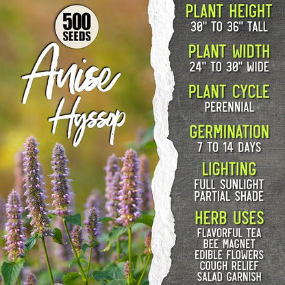 Seed Needs Medicinal Herb Seeds Variety Pack of 6 Tea & Infusion Collection