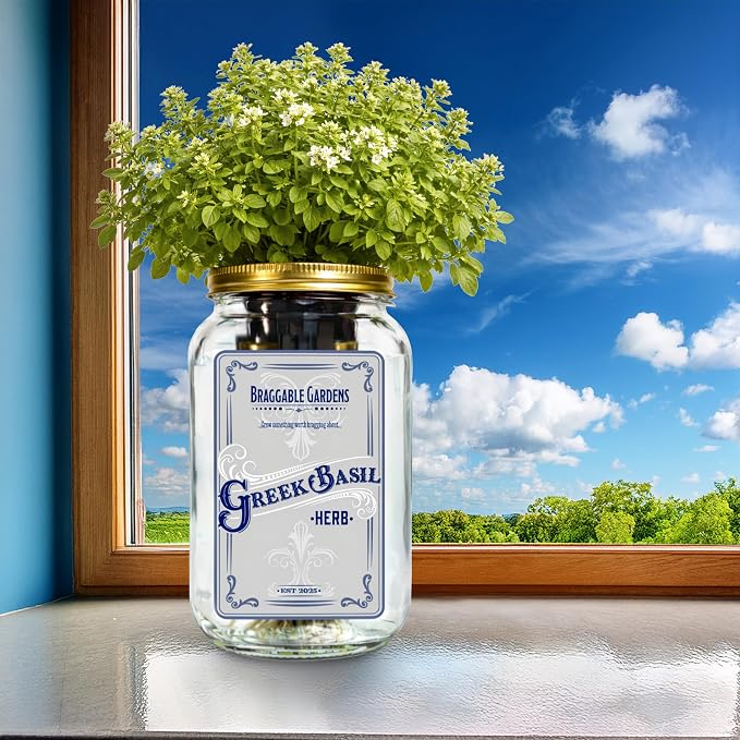 Greek Basil Indoor Herb Garden Kit – Mason Jar Hydroponic Grow Kit – Windowsill Countertop Basil Planter – Grow Fresh Basil Indoors