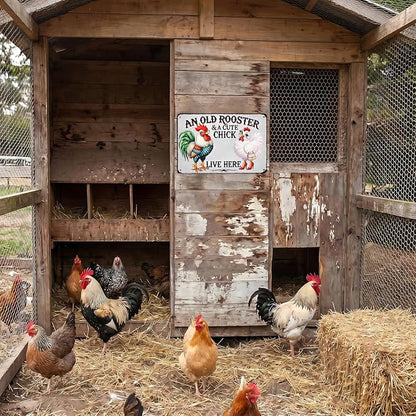 Chicken Lover Gift Idea - Humorous Metal Coop Sign, Farm Animal Tin Art for Home, Kitchen, Garden, 8x12 Inch Vintage Style Decorative Plaque with Holes