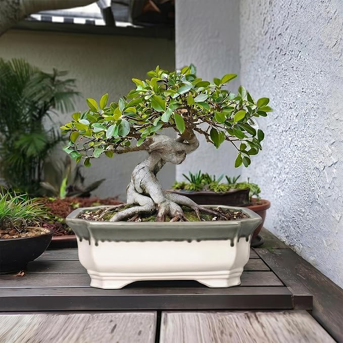 Bonsai Tree Pots 13.7 Inch - Ceramic Succulent Pots for Indoor Outdoor Plants, Bonsai Planter with Drainage Hole, Shallow Plant Pot, Home Decor, Gifts for Men Women, Rectangular Beige-Grey